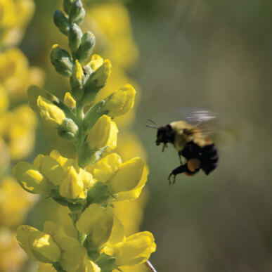 What Does a Honey Bee Look Like? - Carolina Honeybees