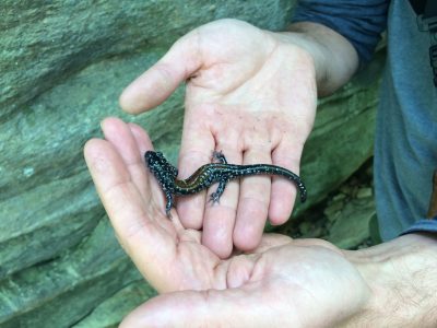Crevice salamander