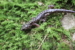 Aneides aeneus_Green Salamander_by David Campbell