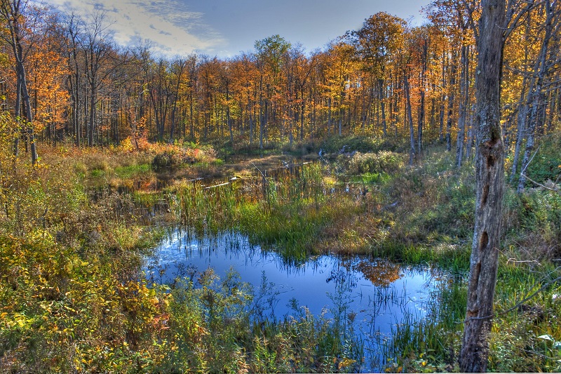 Mountain Bog in Headwaters State Forest