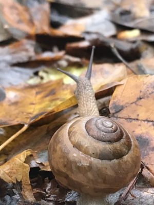 Snail on a trail at Melrose Falls