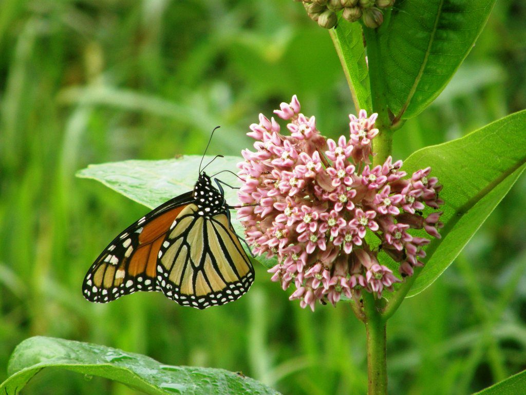 Monarch on common milkweed