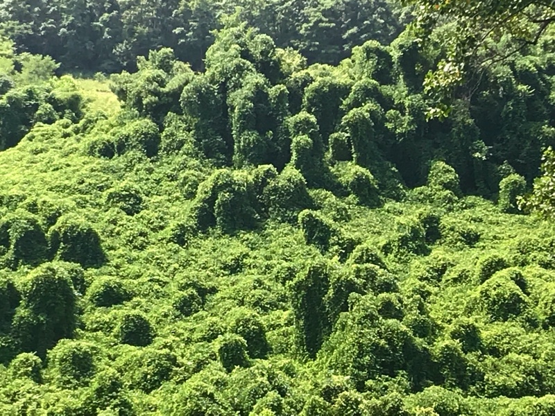 Kudzu across the road from Norman Wilder Forest