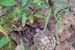 Turtle – Norman Wilder Forest