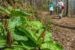 Trilliums in Norman Wilder Forest – by Courtland White