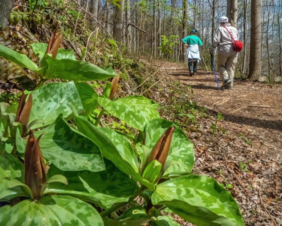 Trilliums in Norman Wilder Forest – by Courtland White