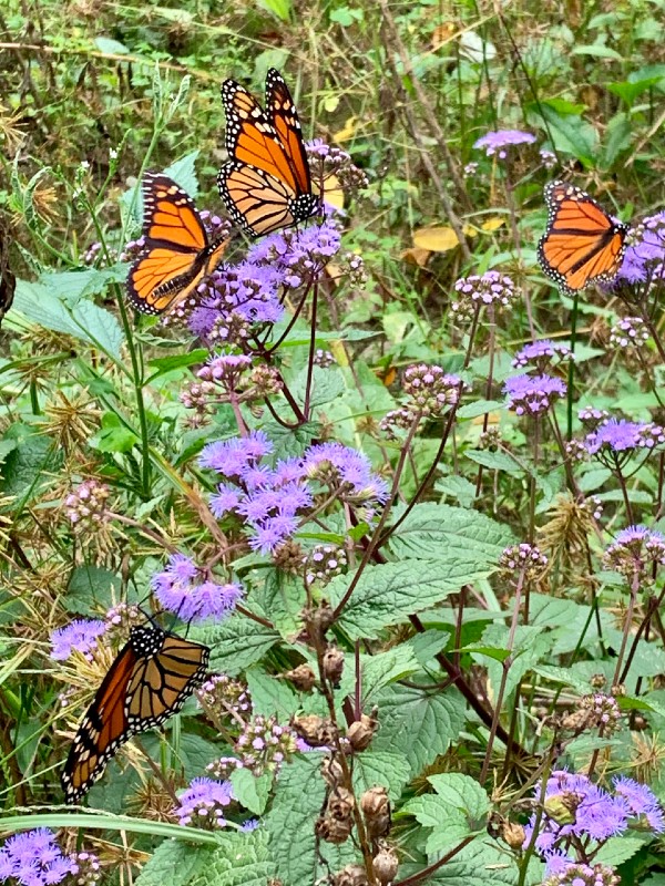 Monarch butterflies on blue mistflower