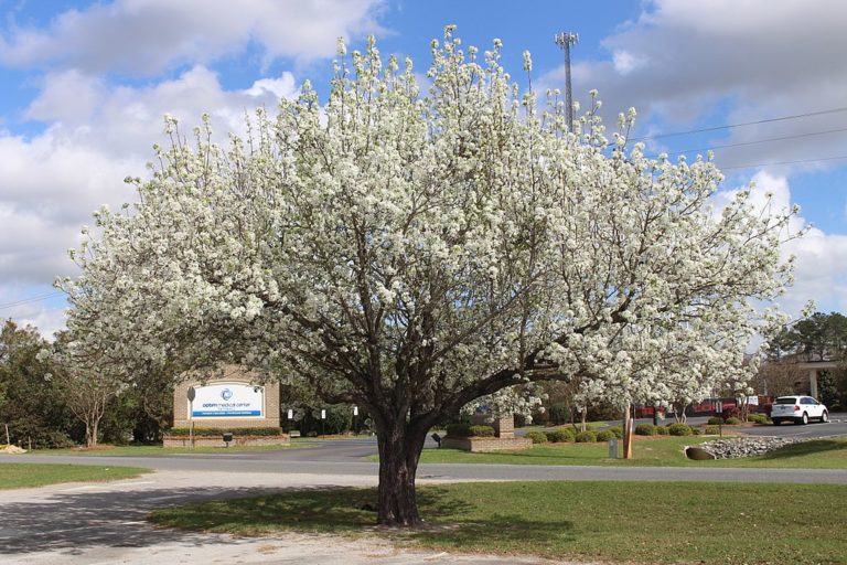 Bradford Pears Pretty But Invasive! Conserving Carolina