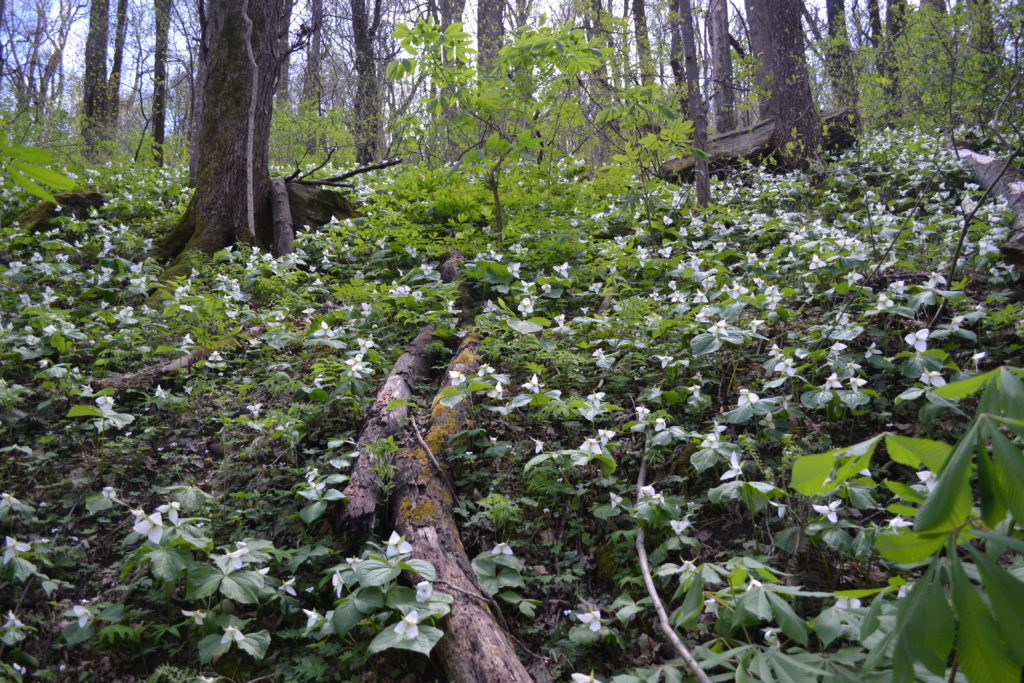 Forest Bathing Conserving Carolina