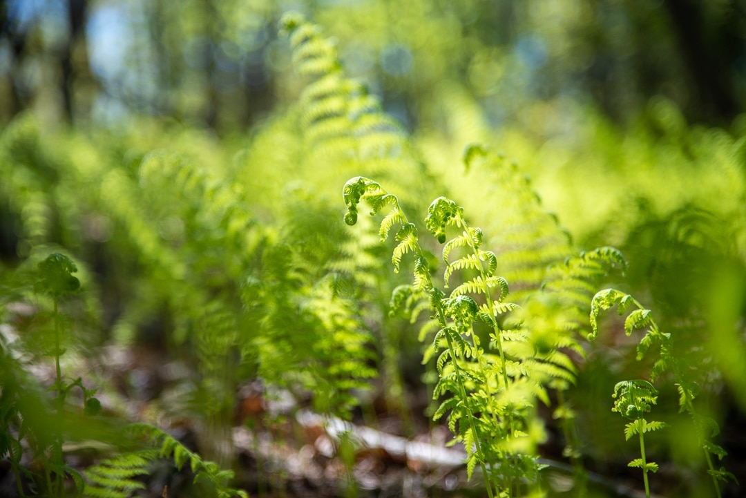 Ferns at Continental Divide Tract