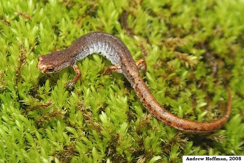 Have you seen this salamander?