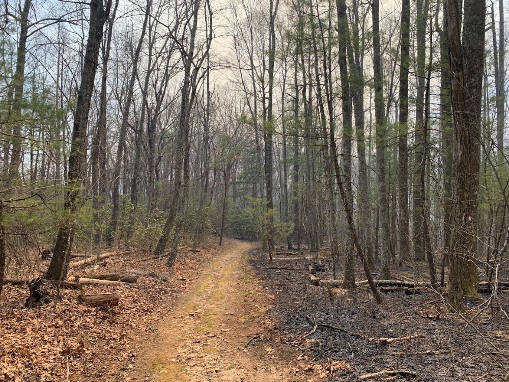 Controlled burn at Florence Nature Preserve