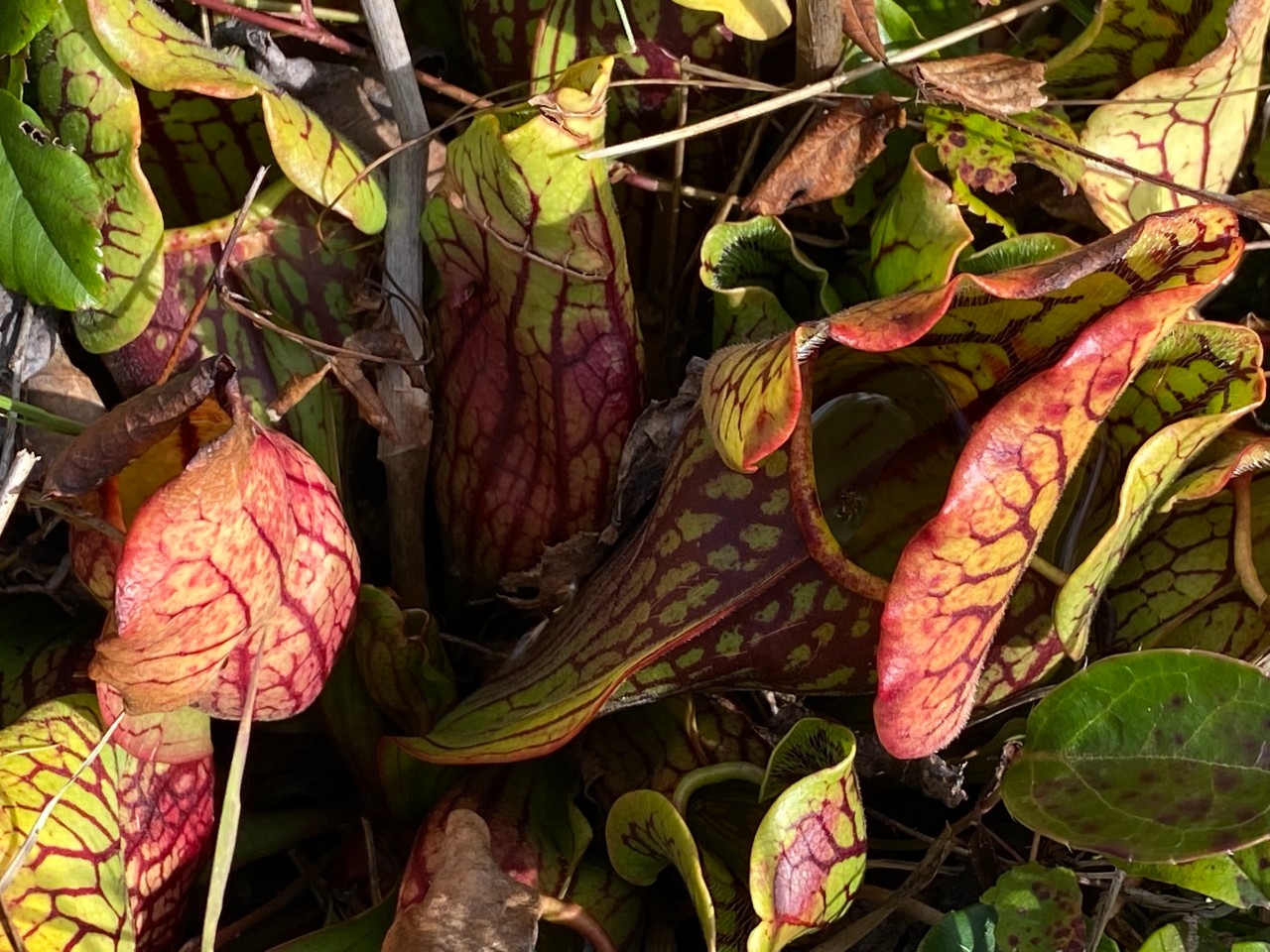 Fall color on mountain purple pitcher plant