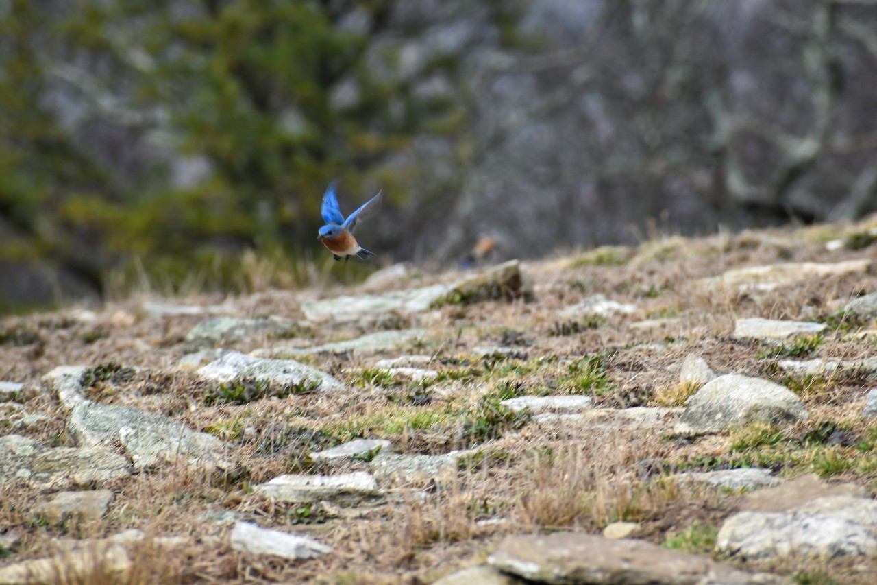 Bluebird on Bearwallow