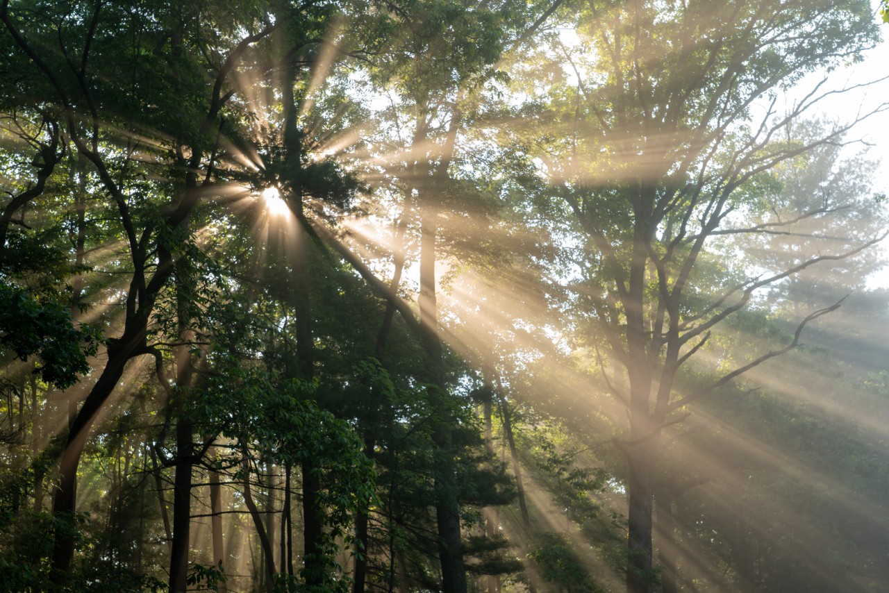 Rays of light in a forest