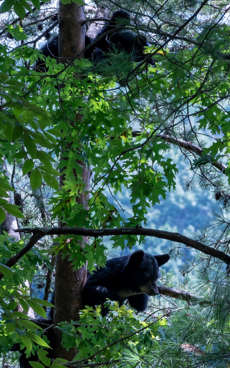 Bear cubs in a tree