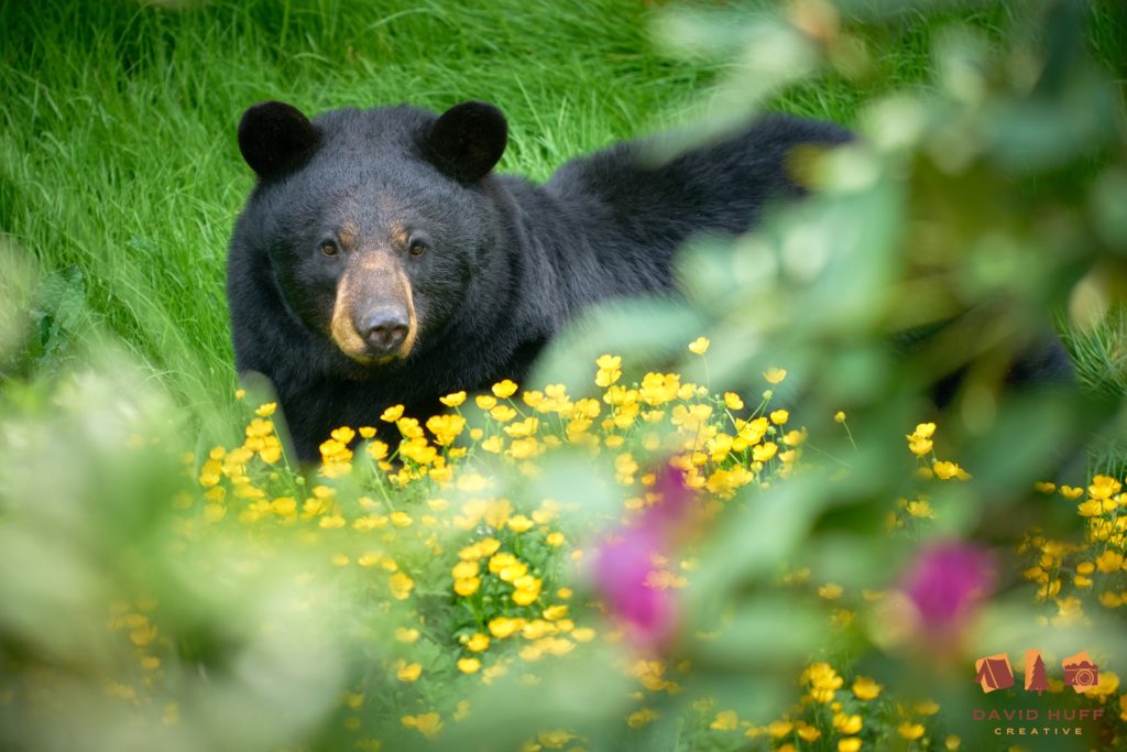 Bear with Buttercups, by David Huff