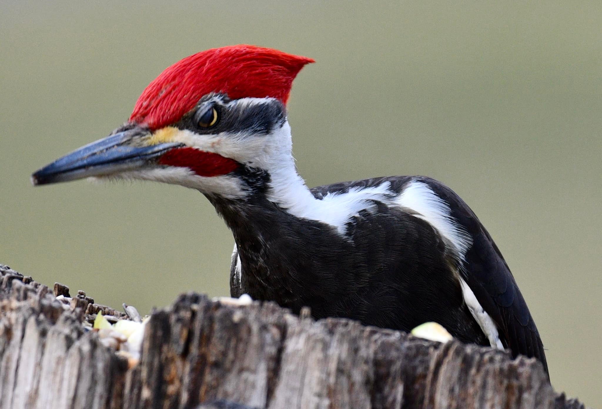 Pileated Woodpecker, by Denise Booher
