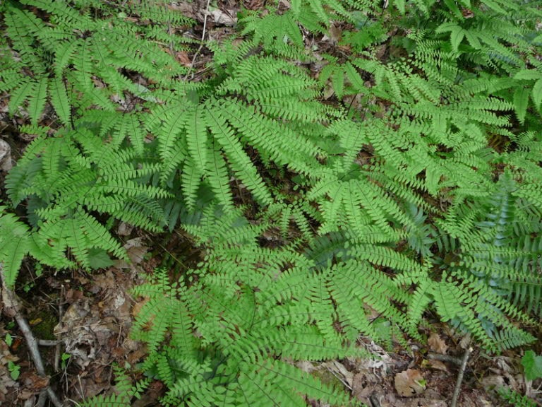 Landrum Library Speaker Series Ferns of the Carolinas Conserving
