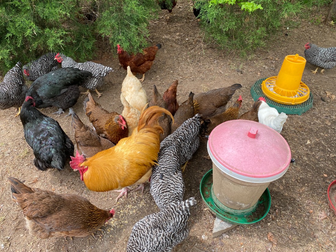 Chickens at San Felipe Farm
