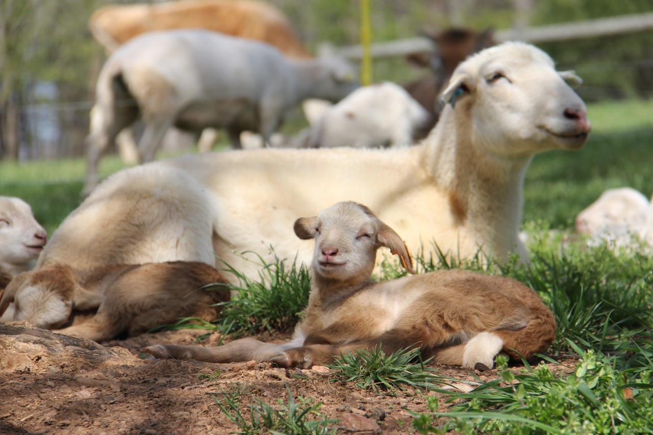 Mother sheep and lamb at San Felipe Farm