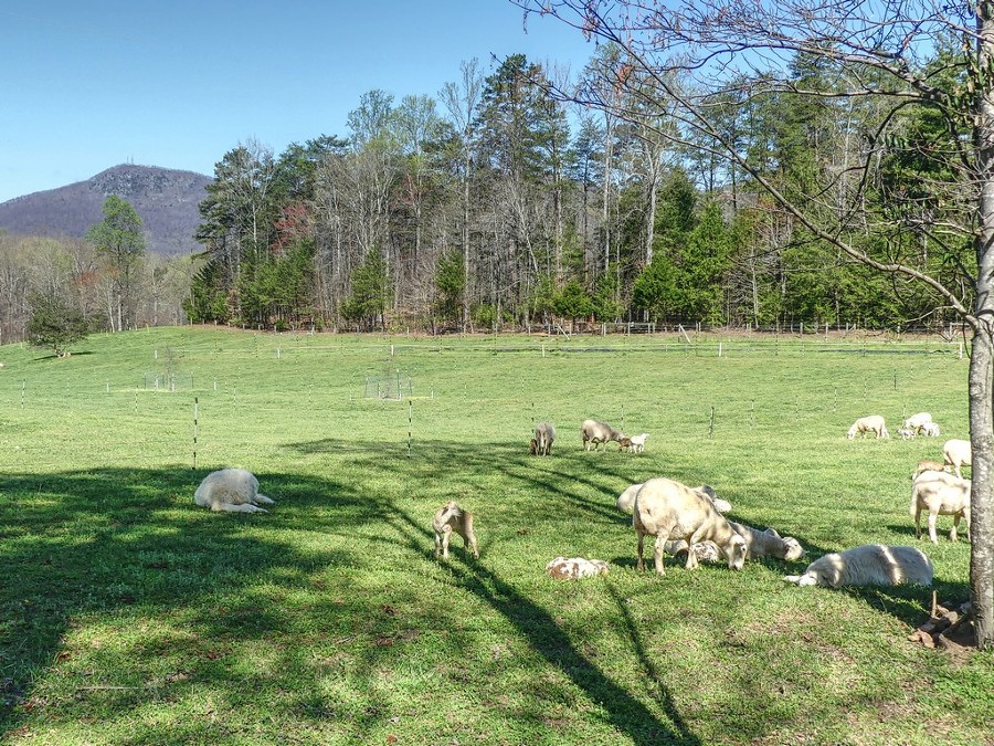 Sheep in pasture at San Felipe Farm 