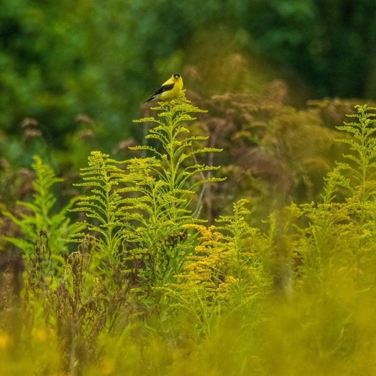 North Carolina Bird Atlas Still Needs Your Participation! Conserving