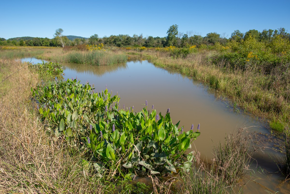 Wetland at Mud Creek by Gordon Tutor