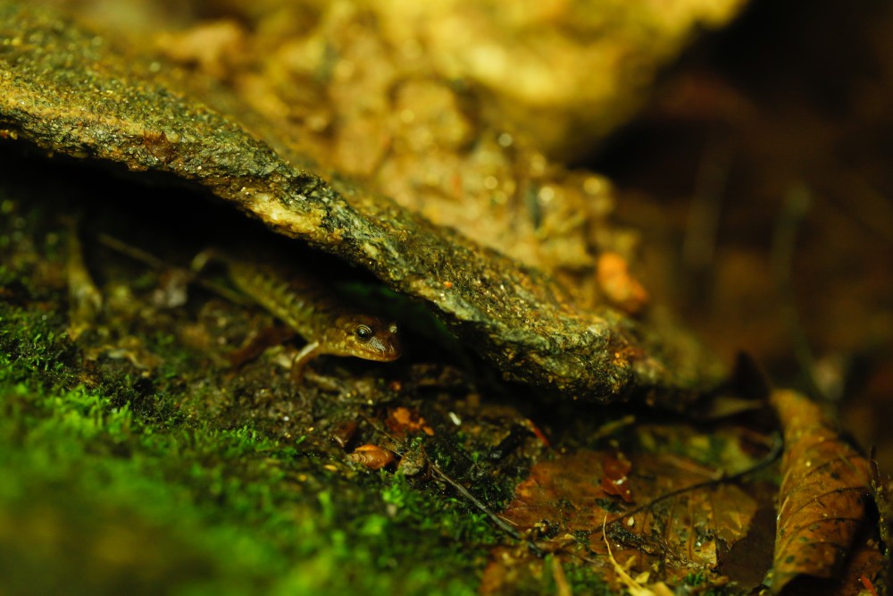 Salamander in Corrie Woods' garden.