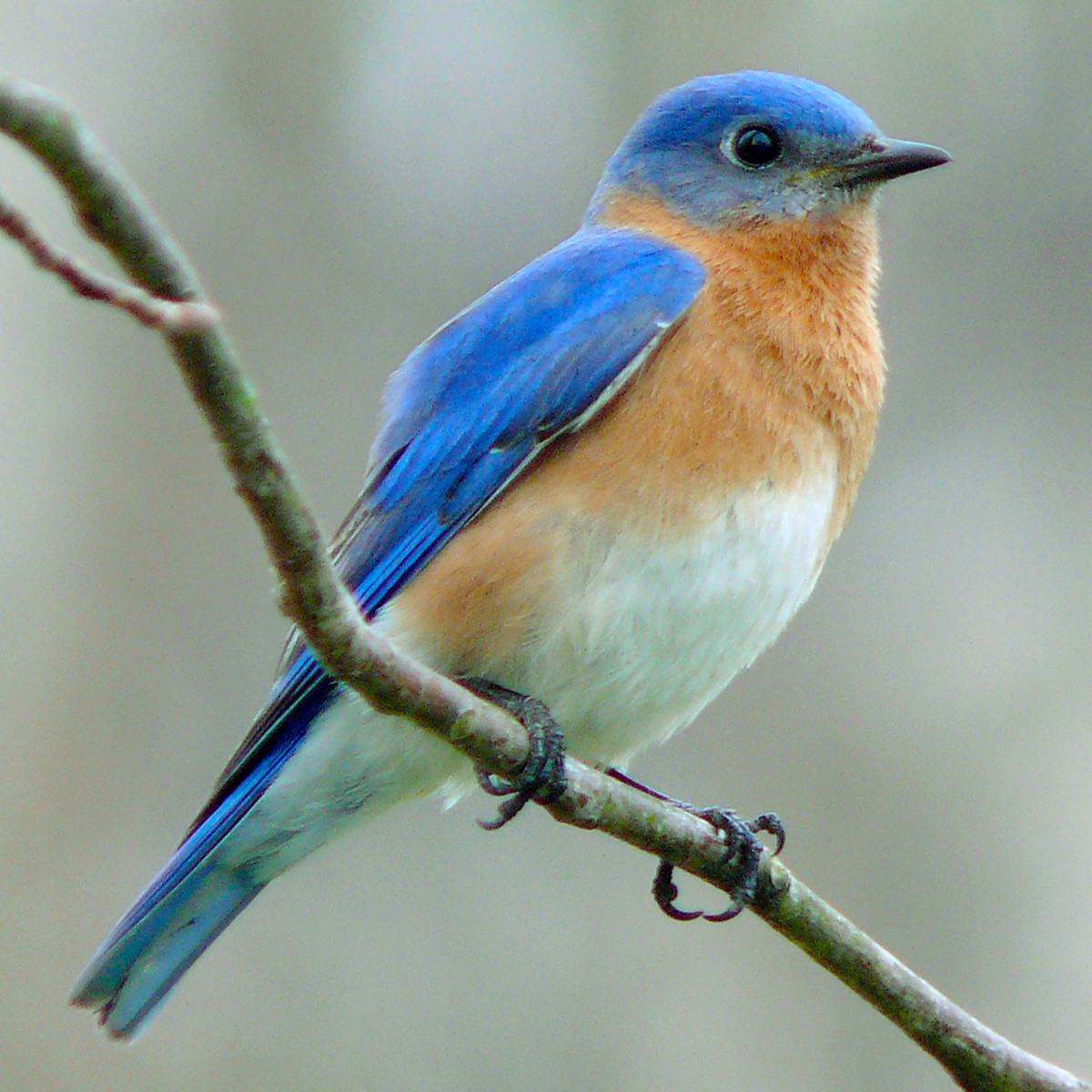 From the Field: Bluebird Trail - Conserving Carolina