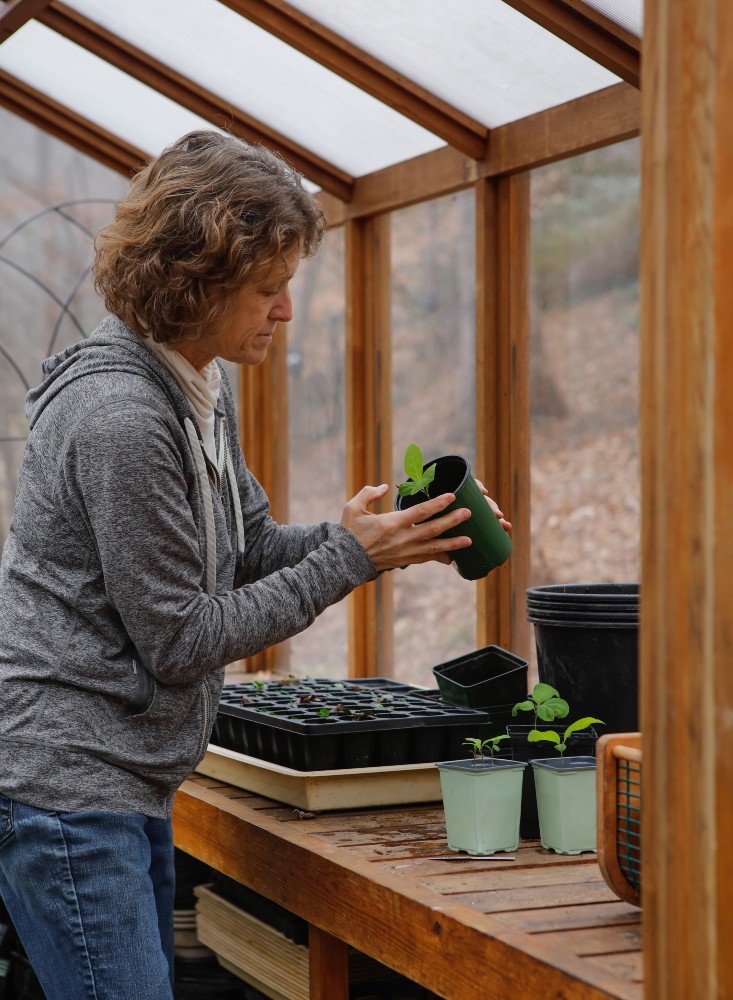 Corrie Woods in her greenhouse, potting spicebush.