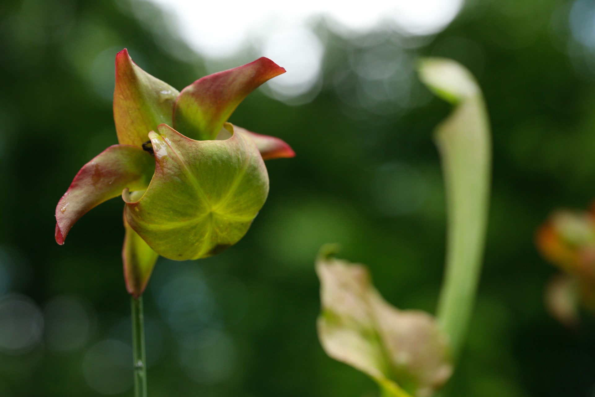 Pitcher Plant (Sarracenia)