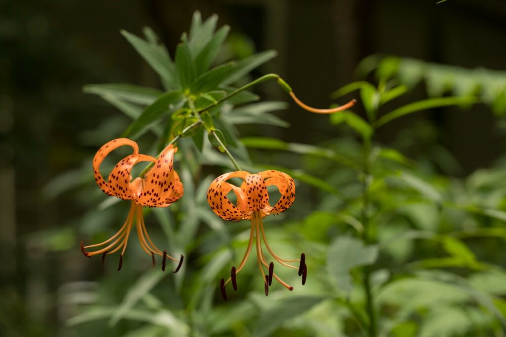 Turks cap lilies. Photo by Corrie Woods