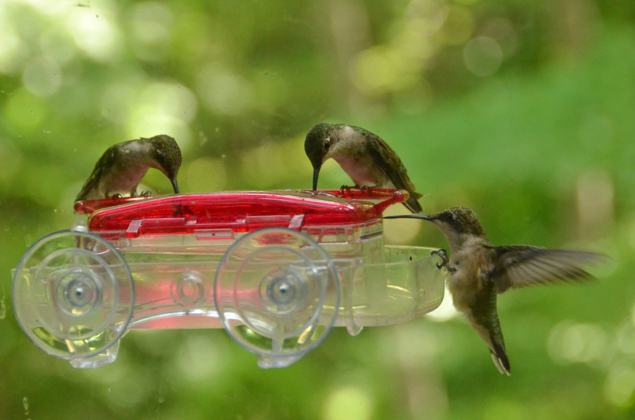 Hummingbirds on feeder 