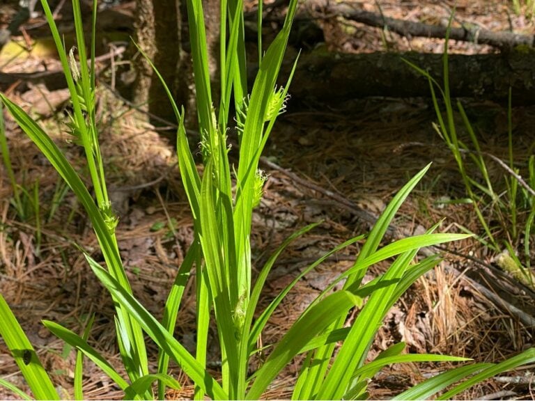 6 Mosche Da Pesca Little Sand Sedge – Taglia 16, Otto Beck Company, Affondanti - Foto 3