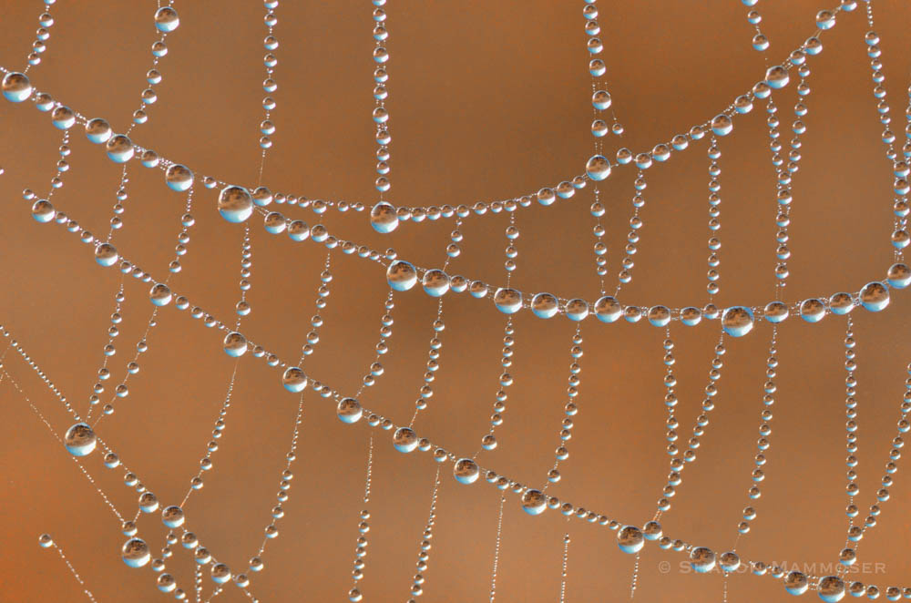 Dew on a spiderweb