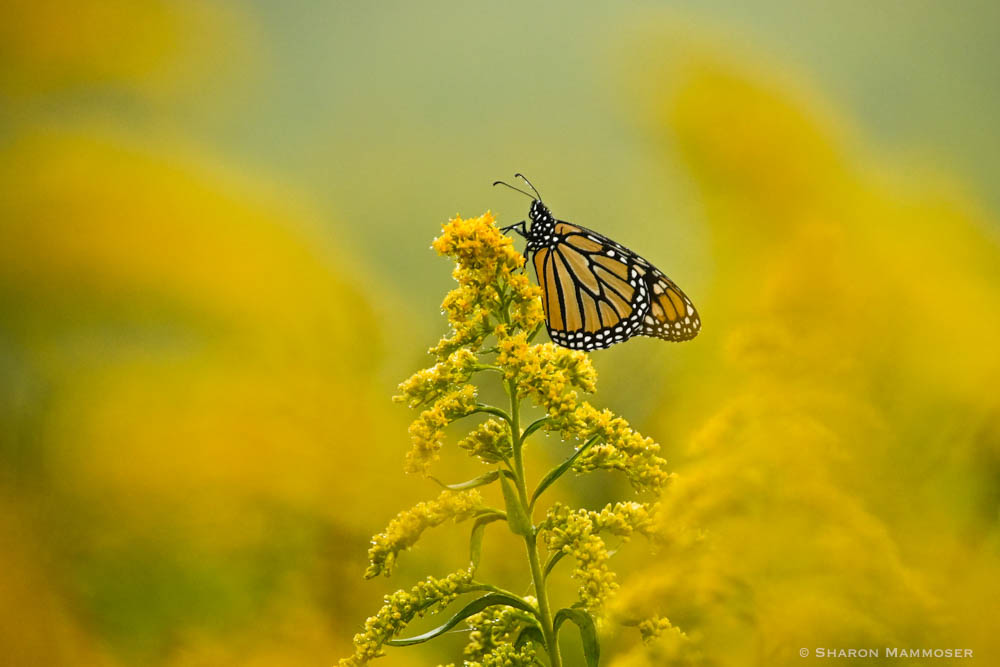 Monarch Butterfly in a Field of Goldenrod