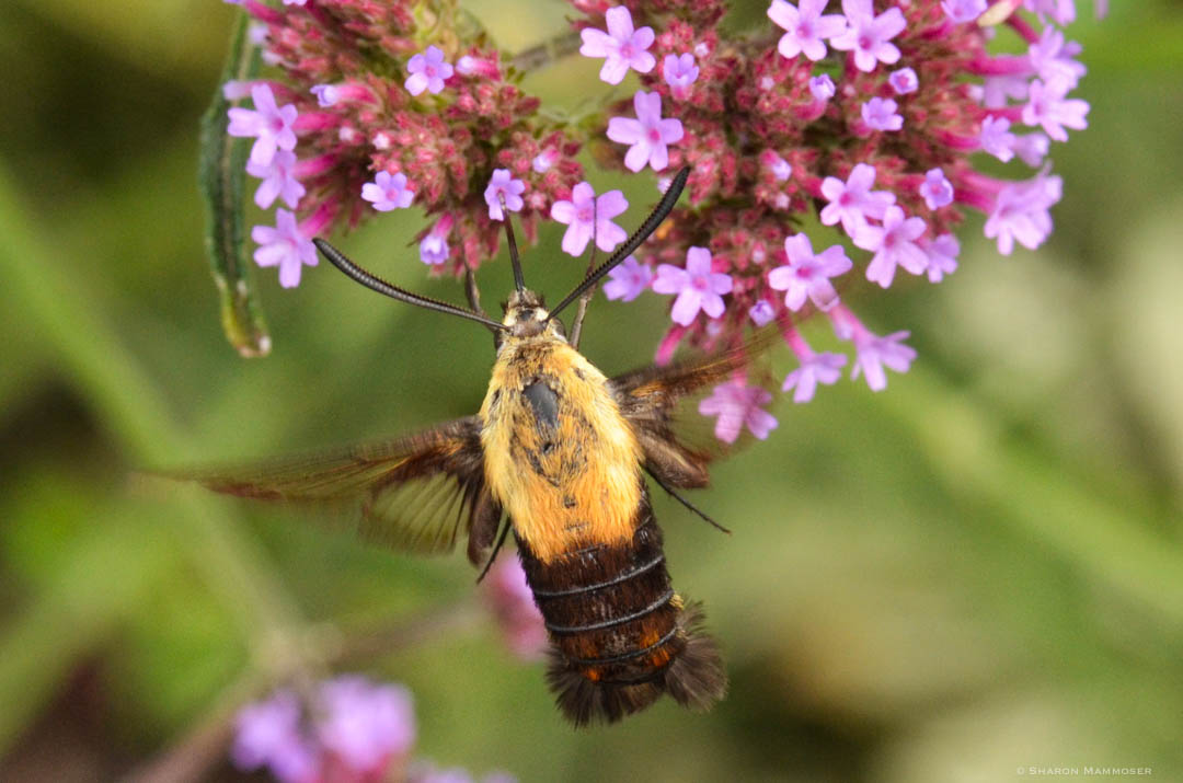 A day flying moth that looks like a hummingbird