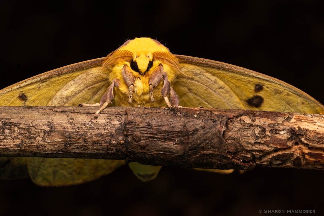 Imperial Moth on stick