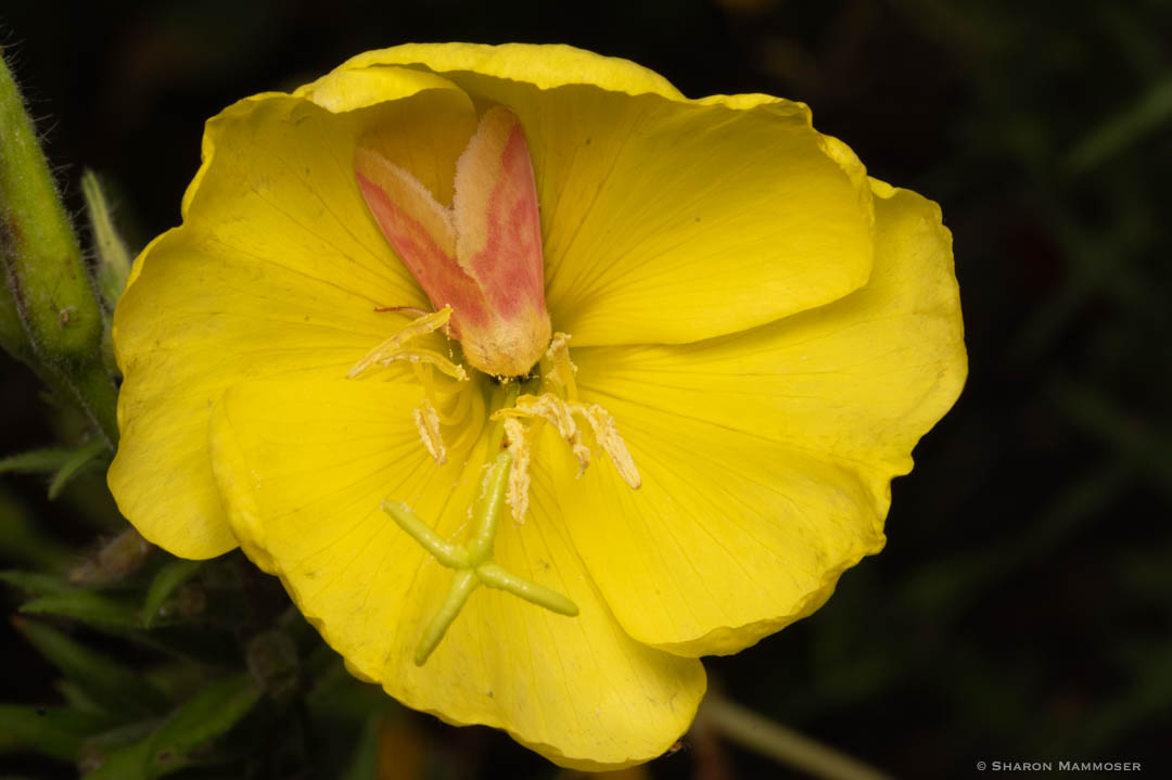 Primrose Moth sleeping in a Primrose flower