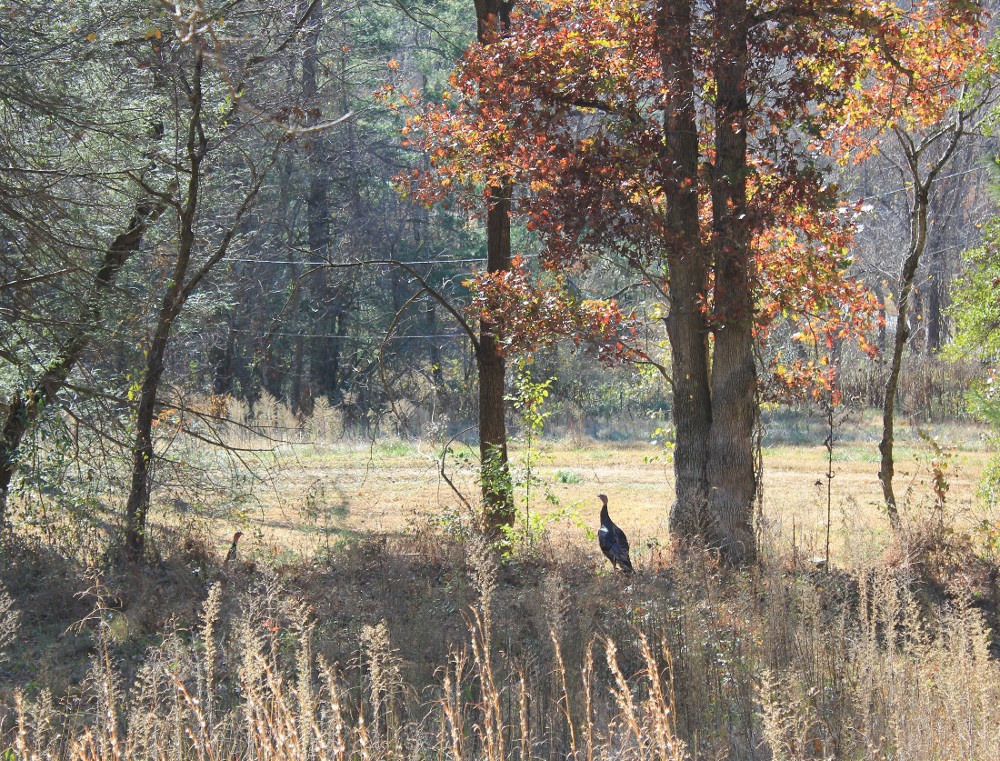 Turkeys on the edge of Sargeant Family Preserve
