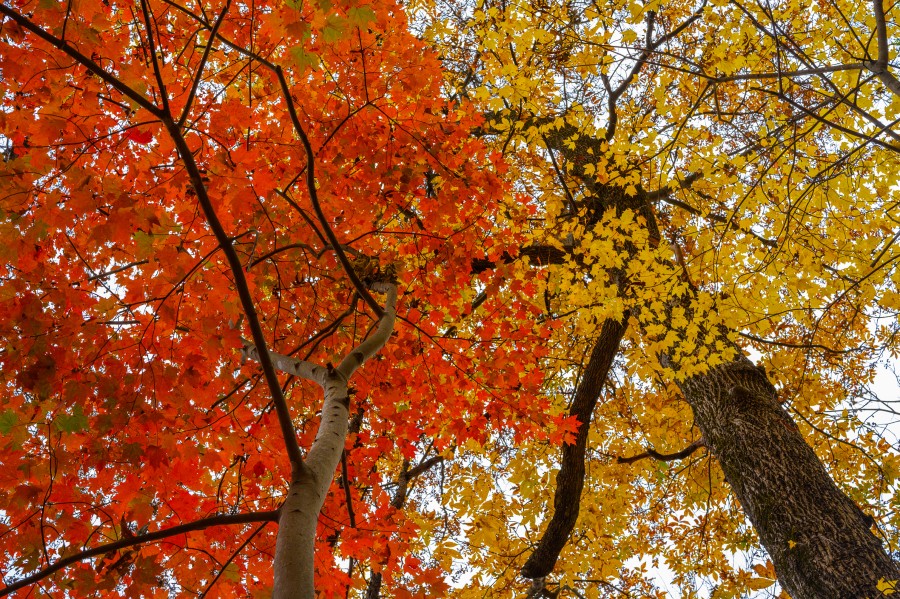 Fall foliage at Cedar Cliffs at Twin Bridges. 