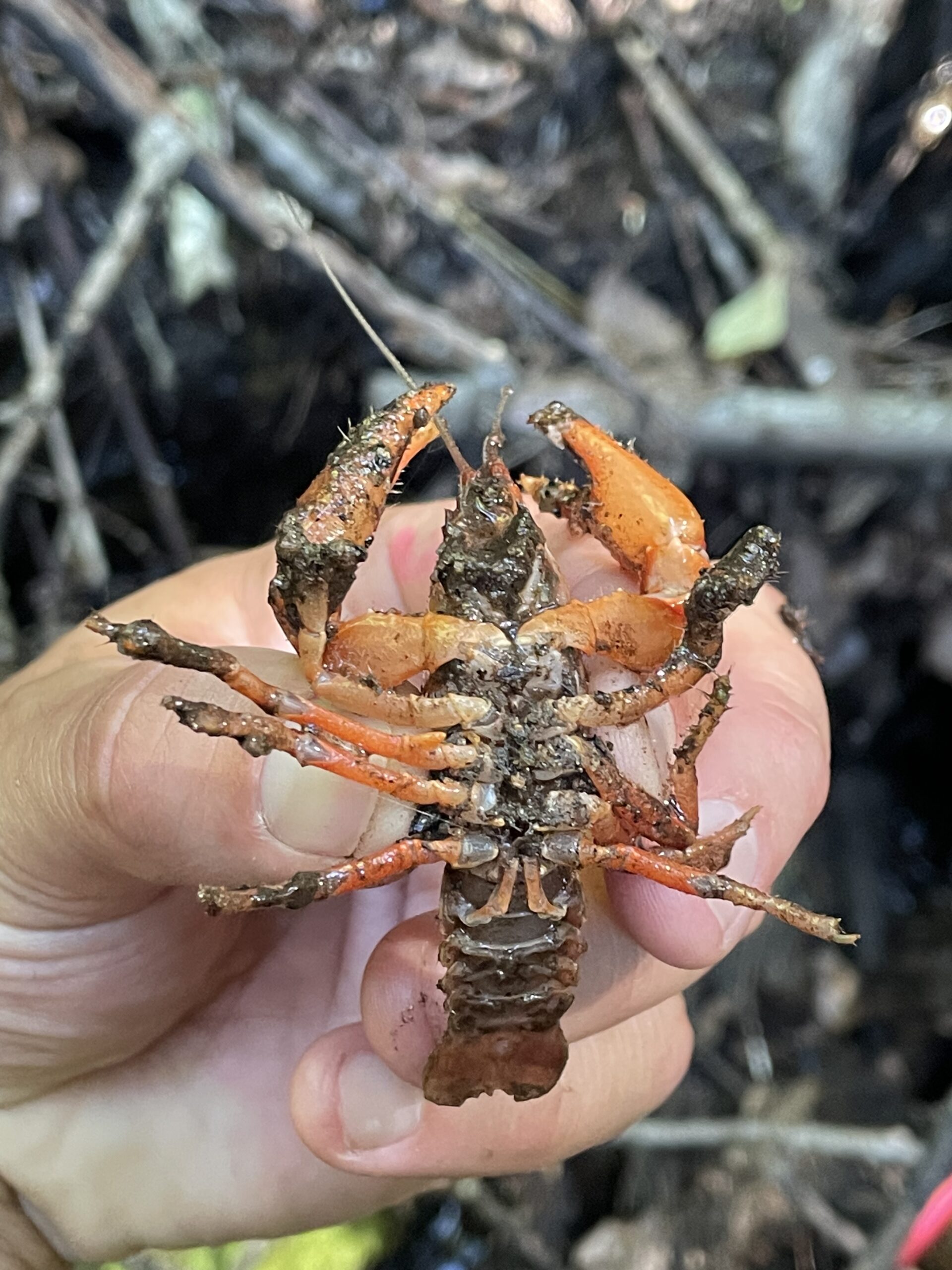 Mitten Crayfish