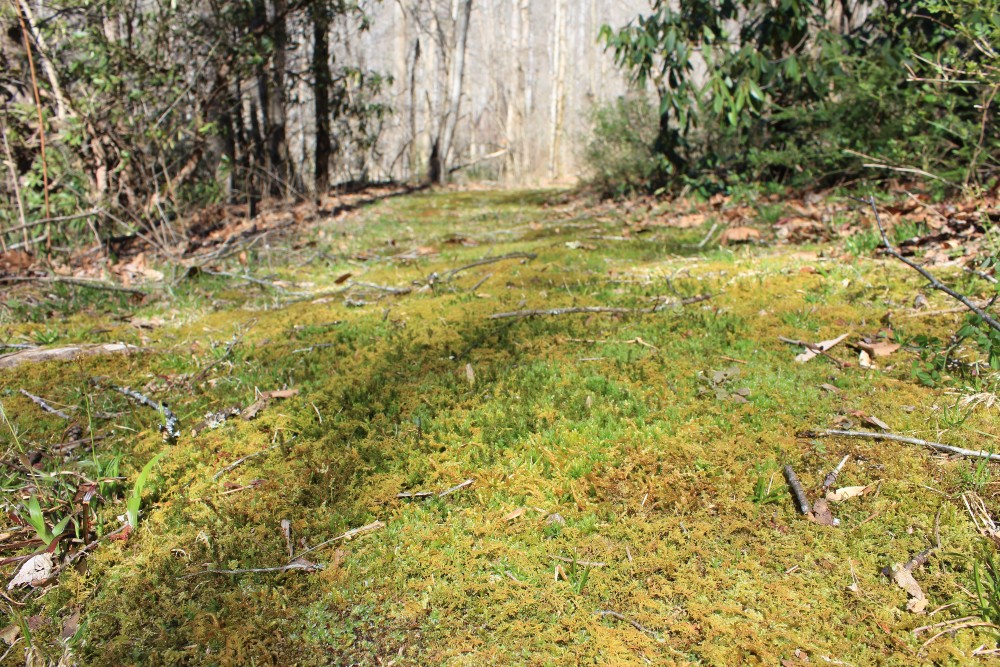 Mossy Path at Transfiguration Preserve