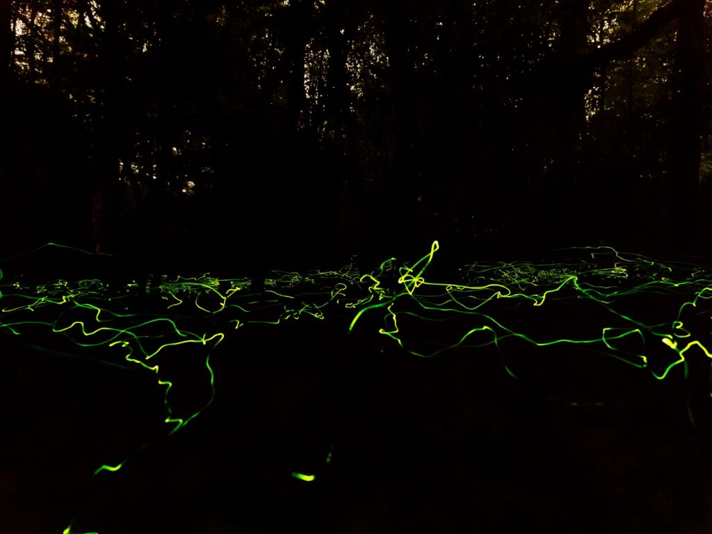 Blue Ghost Fireflies
