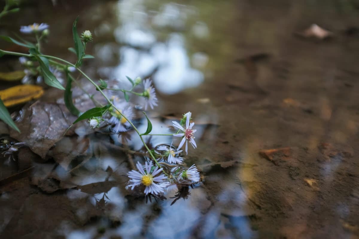 Lamb Creek Park Trail