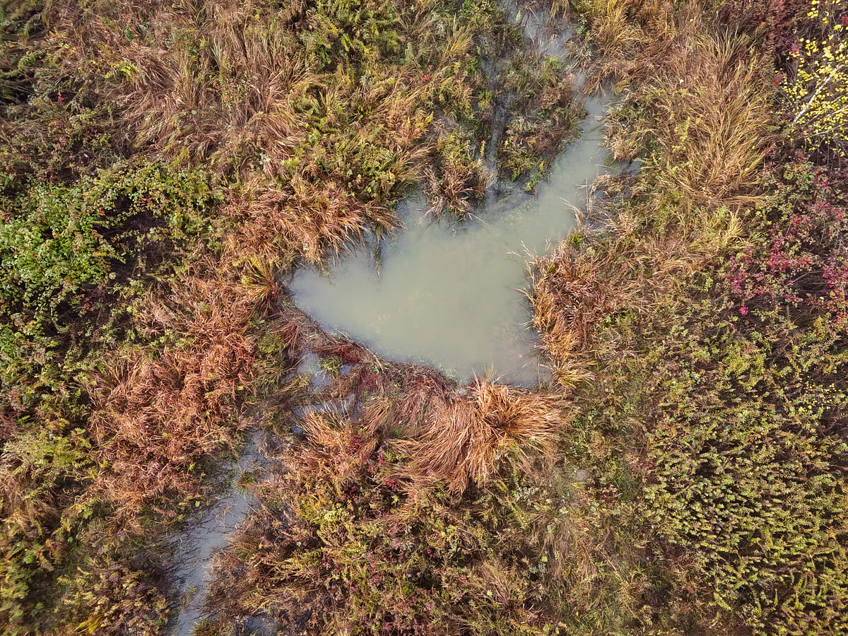 beavers pleasant grove