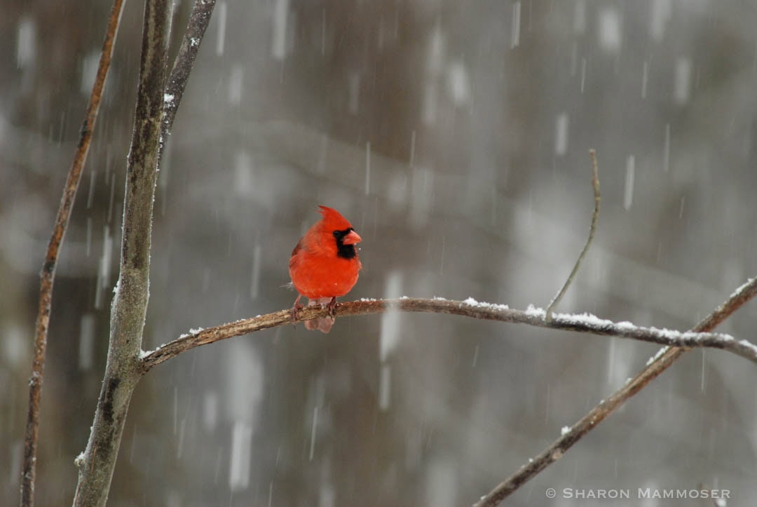 winter bird feeding