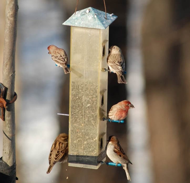 winter bird feeding