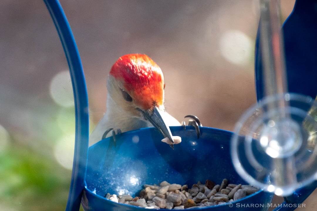 winter bird feeding